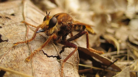 Hornet Robberfly