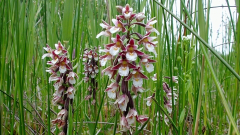 Marsh Helleborine