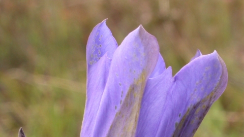 Marsh Gentian