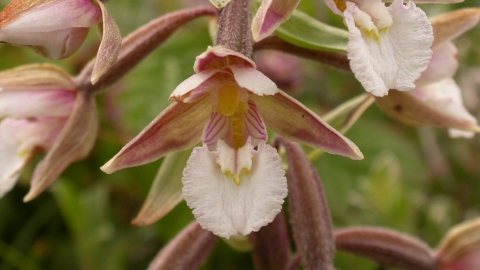 Marsh Helleborine