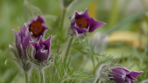 Pasqueflower