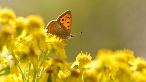 Small Copper butterfly on Common Ragwort