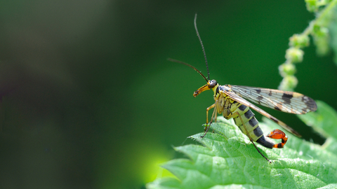 Scorpion Fly