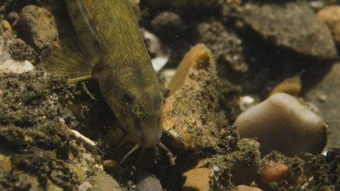 Stone loach | Gwent Wildlife Trust