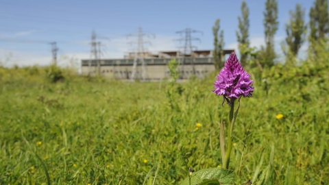 Pyramidal Orchid