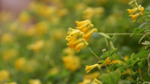 Yellow Corydalis