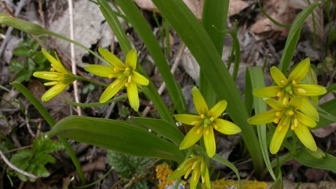 Yellow Star-of-Bethlehem