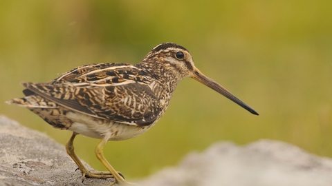 Common Snipe