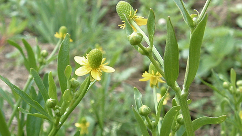 Celery-leaved Buttercup