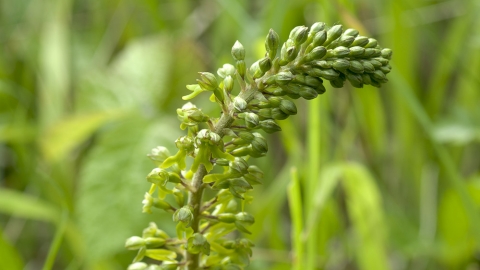 Common Twayblade