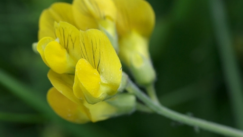 Meadow Vetchling