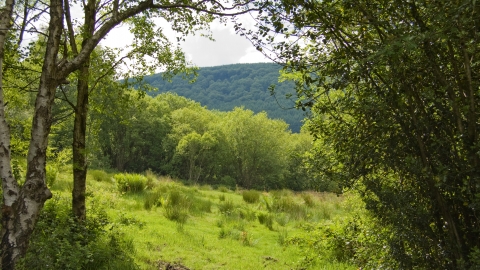 Branches Fork Meadows