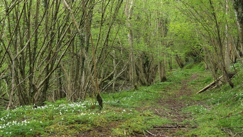 Croes Robert Wood SSSI