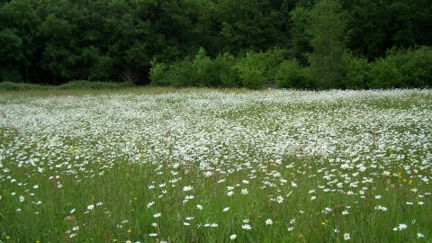 Lower Minnetts Field