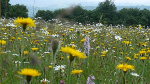 Pentwyn Farm SSSI