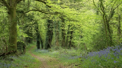 Priory Wood SSSI