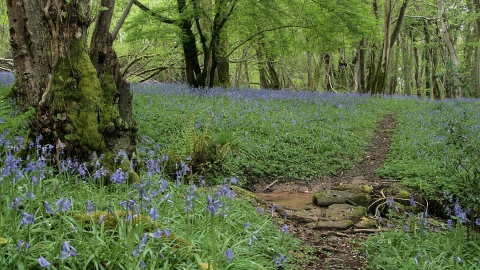 Prisk Wood SSSI