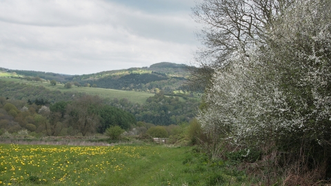 Wyeswood Common