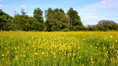 Great Traston Meadows