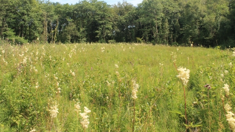 Henllys Bog meadow