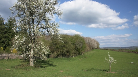 Kitty's Orchard grassland