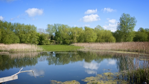 Magor Marsh and Barecroft Common