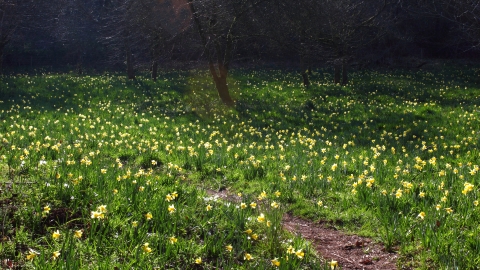 Margaret's Wood daffodils