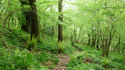 Strawberry Cottage Wood woodland