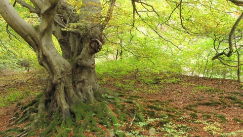 Silent Valley woodland