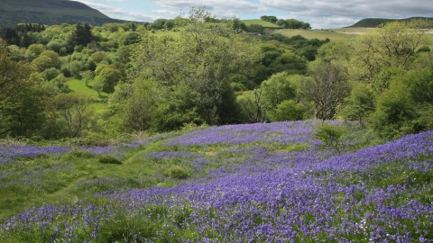 Silent Valley bluebells