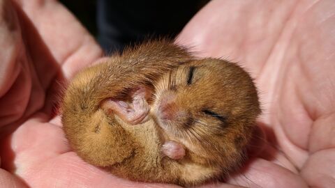 A Dormouse photographed in Caerwent