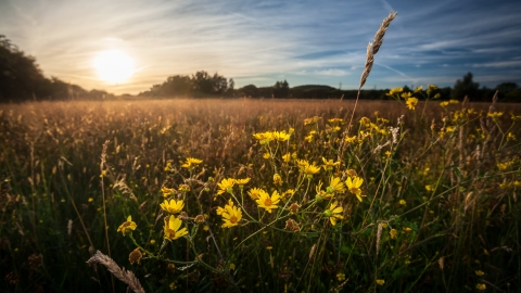 Gwent Levels horizon