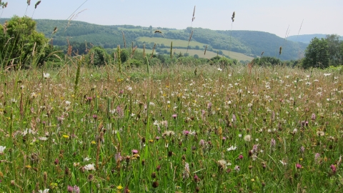Pentwyn Farm meadow view