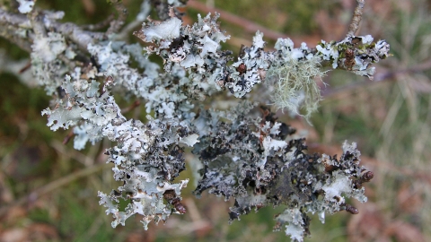 Lichen on branch