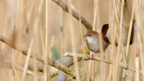 Cetti's warbler in reeds