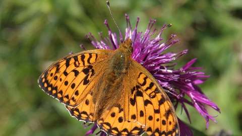 Dark Green Fritillary on flower