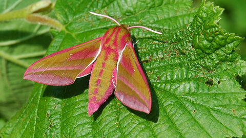 Elephant hawk-moth on leaf