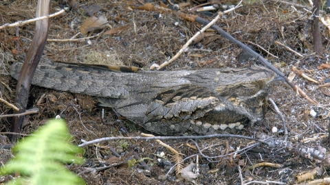 Nightjar at rest