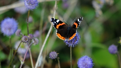 Red admiral butterfly on flower