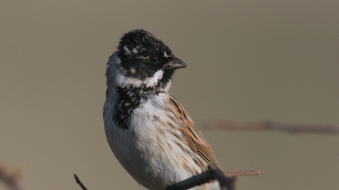 Male reed bunting