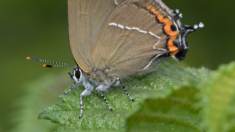 White-letter Hairstreak by Andy Karran