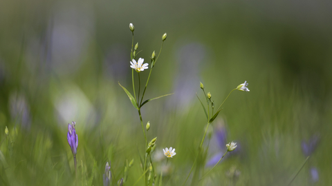 Stitchwort