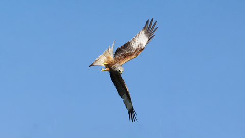 Red Kite (Andy Karran)