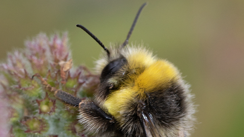Bumblebee