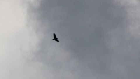White-tailed Sea Eagle G816 was spotted by Dr Sophie-lee Williams dwarfing all birds soaring with him