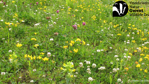 Meadow-Plant-Identification-for-Beginners-at-Pentwyn-Farm Lee Schofield