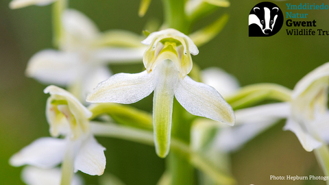 Meadow Plant Identification for Intermediates