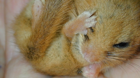 Dormouse in hand