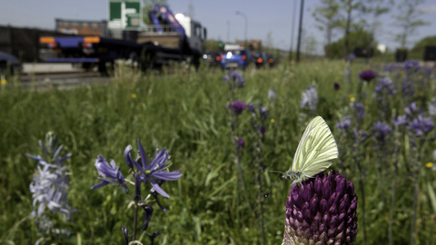 Wild flower planting in urban situation, with green-viened white butterfly, Pieris napi, Sheffield city centre - Paul Hobson