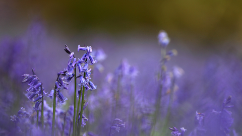 Bluebell carpet in an ancient woodland